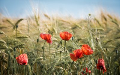 Ville, campagne… ou les deux !